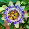 Cool Blue Passion Flower Diamond Painting