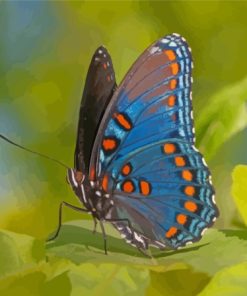 Cool Limenitis Arthemis Diamond Painting