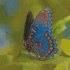 Cool Limenitis Arthemis Diamond Painting