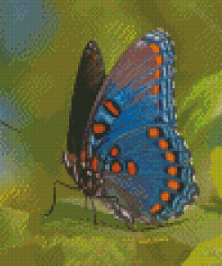 Cool Limenitis Arthemis Diamond Painting