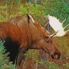 Cool Moose Wildlife Diamond Painting