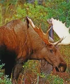 Cool Moose Wildlife Diamond Painting