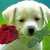 Cool Puppy With Rose Diamond Painting