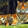 Cub And Tiger Diamond Painting