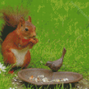 Cute Squirrel And Bird Diamond Painting