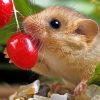 Dormouse Eating Berries Diamond Painting