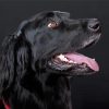 Flat Coated Retriever Head Diamond Painting