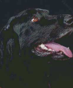 Flat Coated Retriever Head Diamond Painting