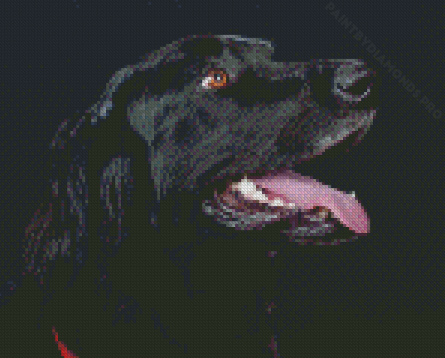 Flat Coated Retriever Head Diamond Painting