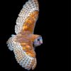 Flying Barn Owl Wings Diamond Painting