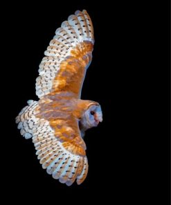 Flying Barn Owl Wings Diamond Painting