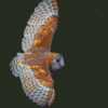 Flying Barn Owl Wings Diamond Painting