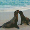 Galapagos Sea Lion Mother And Baby Diamond Painting