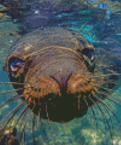 Galapagos Sea Lion Underwater Diamond Painting