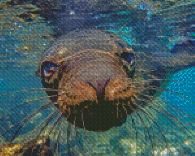 Galapagos Sea Lion Underwater Diamond Painting