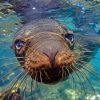 Galapagos Sea Lion Underwater Diamond Painting