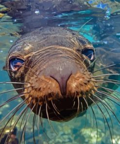 Galapagos Sea Lion Underwater Diamond Painting