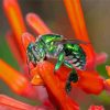 Green Euglossa Bazinga Bee Diamond Painting