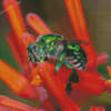 Green Euglossa Bazinga Bee Diamond Painting