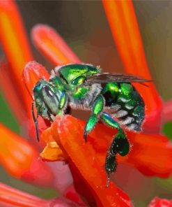 Green Euglossa Bazinga Bee Diamond Painting