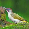 Green European Woodpecker Bird Diamond Painting