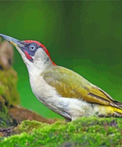 Green European Woodpecker Bird Diamond Painting