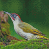 Green European Woodpecker Bird Diamond Painting