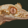 Lilly White Crested Gecko Reptile Diamond Painting