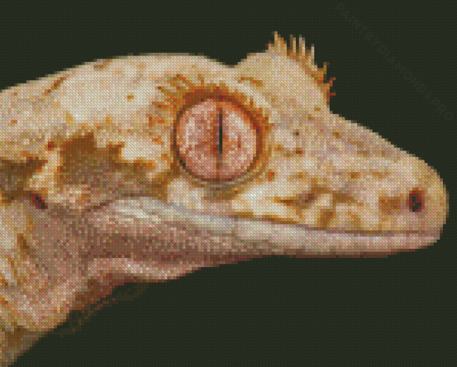 Lilly White Crested Gecko Reptile Diamond Painting