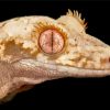 Lilly White Crested Gecko Reptile Diamond Painting