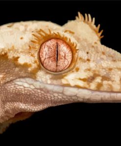 Lilly White Crested Gecko Reptile Diamond Painting