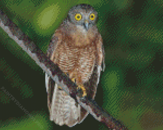 Ninoxe Boobook Bird Diamond Painting