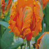 Orange Parrot Tulips Diamond Painting