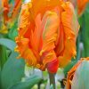 Orange Parrot Tulips Diamond Painting