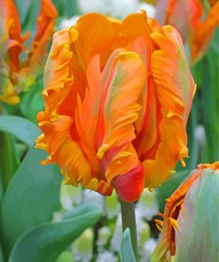 Orange Parrot Tulips Diamond Painting