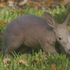 Small Aardvark Diamond Painting