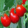 Tomatoes Plants Diamond Painting