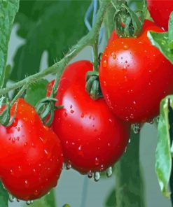 Tomatoes Plants Diamond Painting