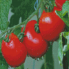 Tomatoes Plants Diamond Painting