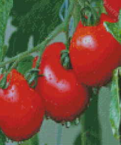 Tomatoes Plants Diamond Painting