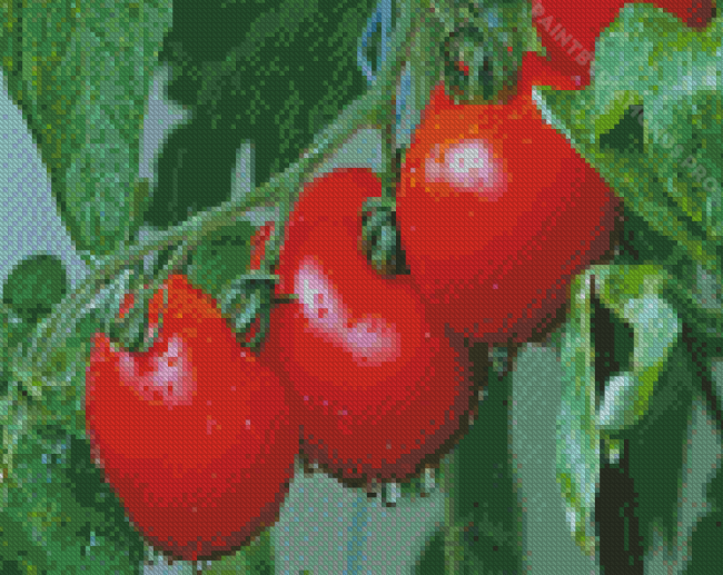 Tomatoes Plants Diamond Painting