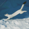 White Ermine In Snow Diamond Painting