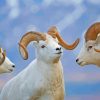 White Wild Bighorn Sheeps Diamond Painting