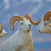 White Wild Bighorn Sheeps Diamond Painting