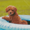 Whoodle Puppy In Tire Diamond Painting