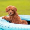 Whoodle Puppy In Tire Diamond Painting