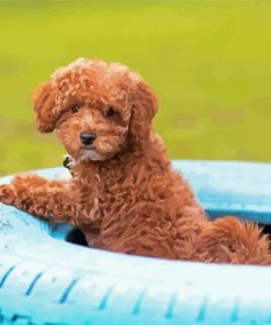 Whoodle Puppy In Tire Diamond Painting