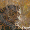 Wild Leopard Diamond Painting