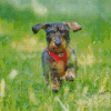 Wire Haired Dachshund Running Diamond Painting