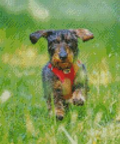 Wire Haired Dachshund Running Diamond Painting